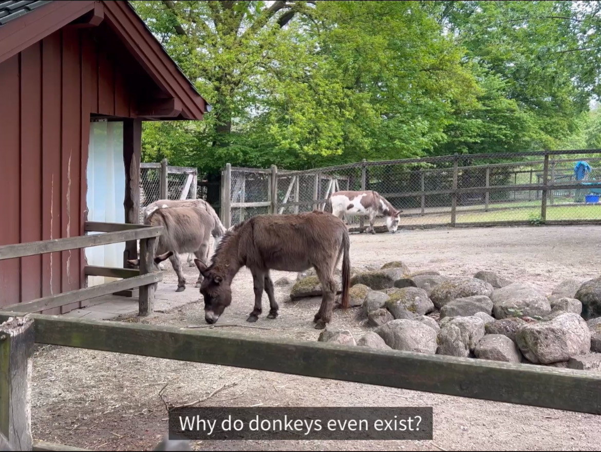 Der Esel hat ein Problem.