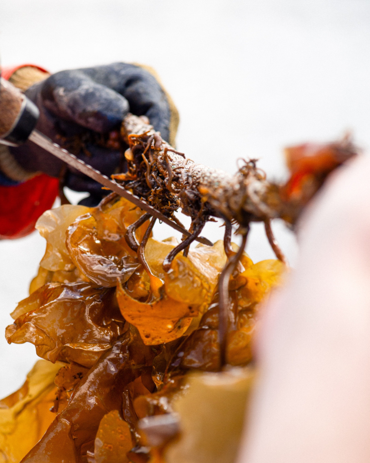 float - Kelp Harvesting