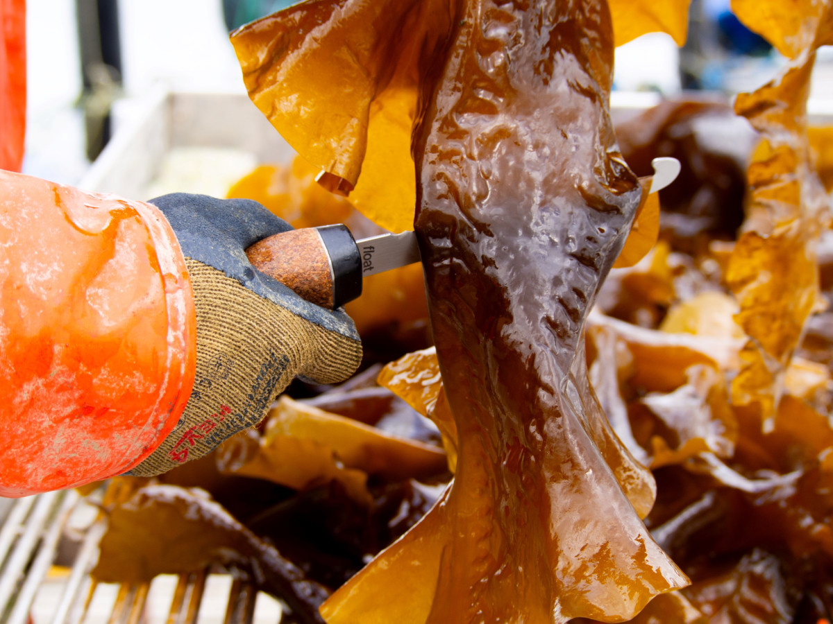 float - Kelp Harvesting