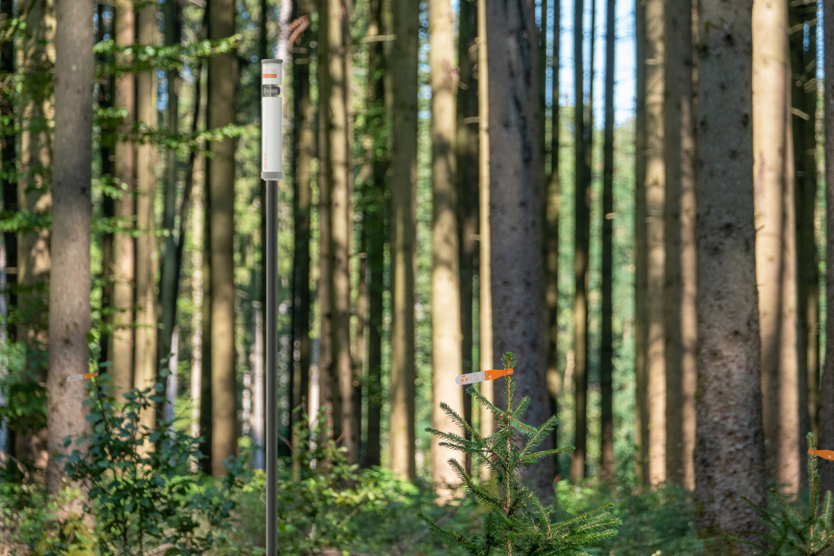 Abora - Biodiversität und Umweltmonitoring in der Aufforstung