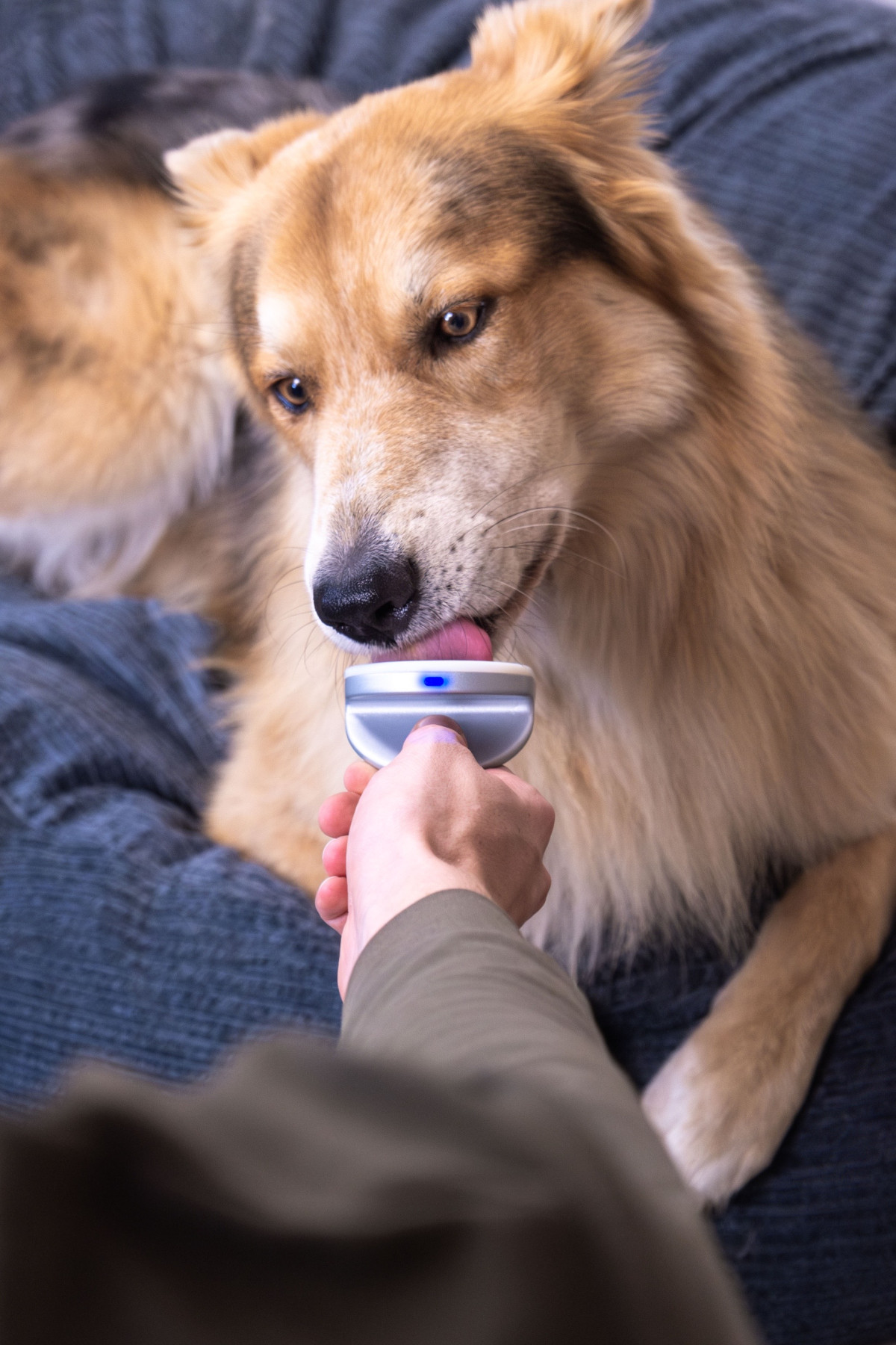 LinguPet - Messkonzept für die tierärztliche Fernbetreuung von Hunden und Katzen