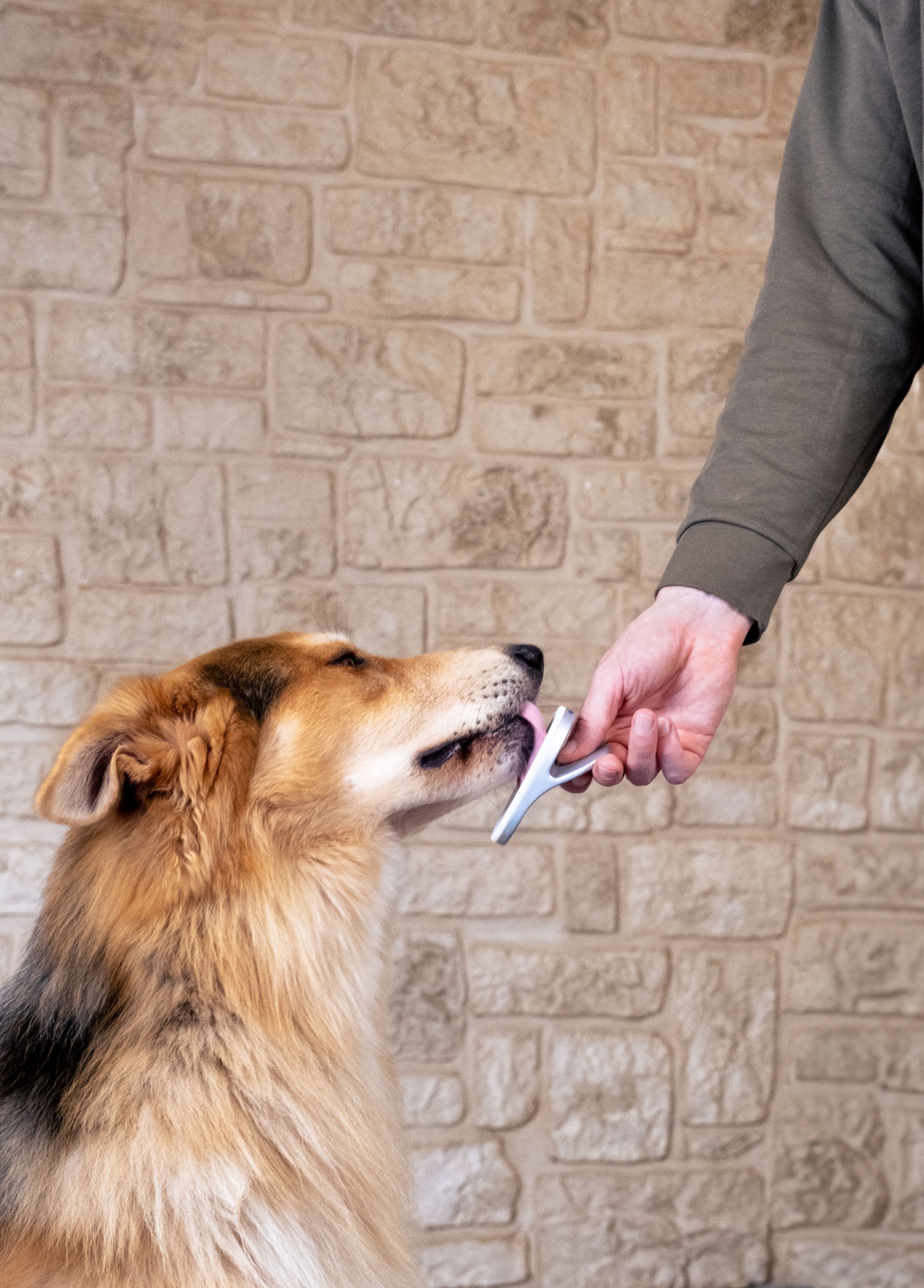 LinguPet - Messkonzept für die tierärztliche Fernbetreuung von Hunden und Katzen