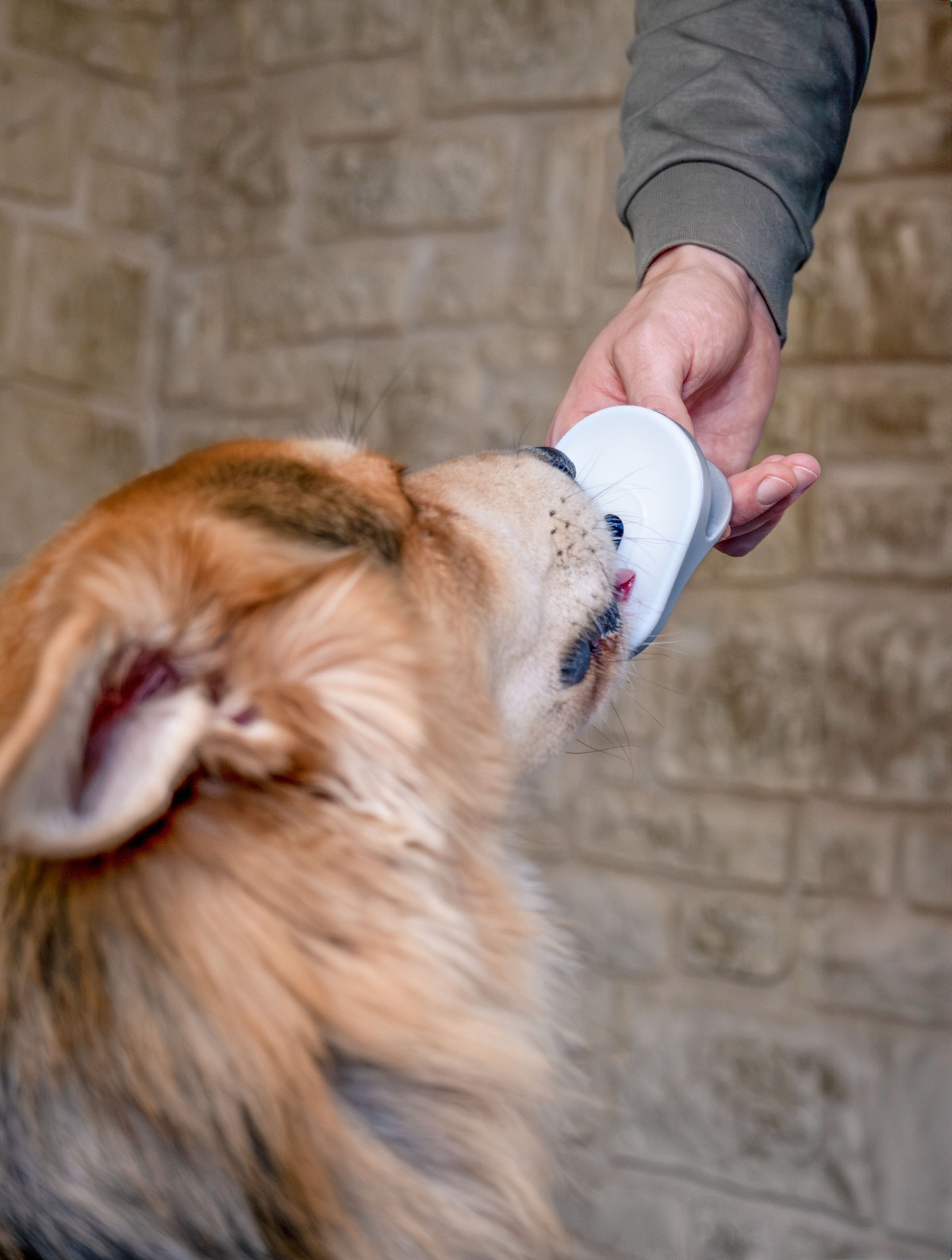 LinguPet - Messkonzept für die tierärztliche Fernbetreuung von Hunden und Katzen