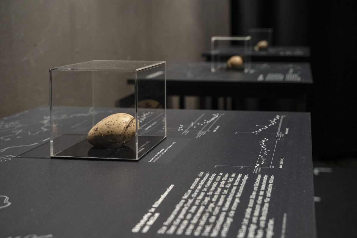 OVUM – pollution shaped